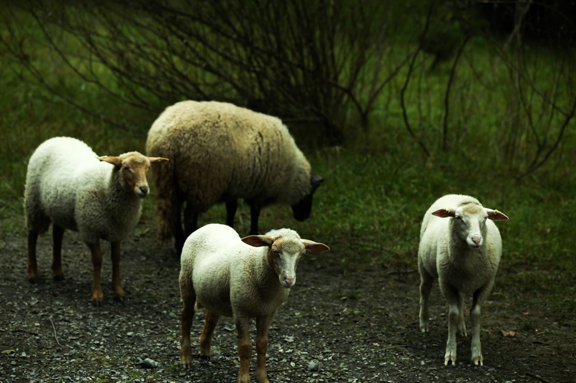 Cirque du Fer-à-Cheval (hiking)